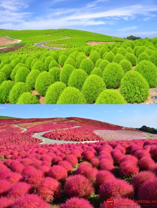 Hoa nemophila-khám phá những điều đặc sắc nhất tại Ibaraki -Nhật Bản